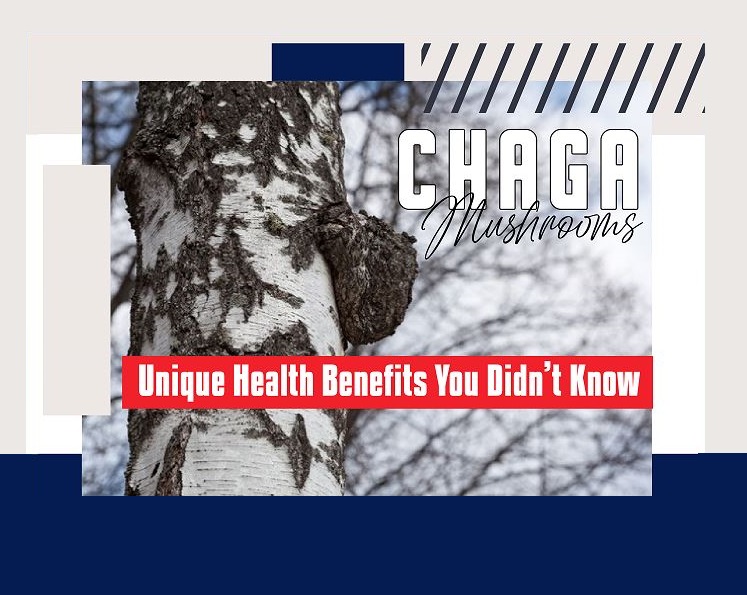 CHAGA Mushrooms: Unique health Benefits You didn’t Know