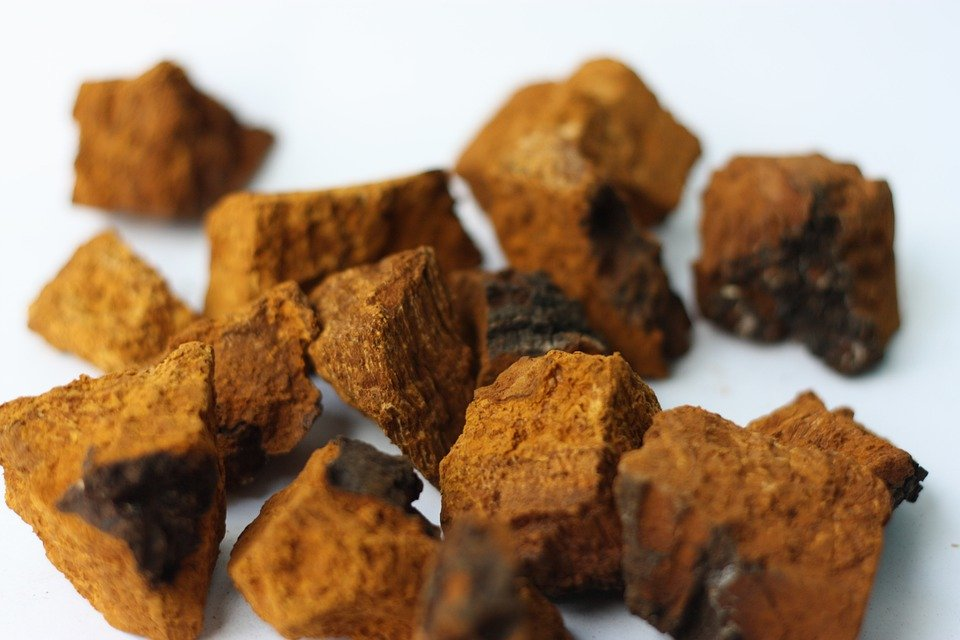 Chaga: What Does It Look Like?