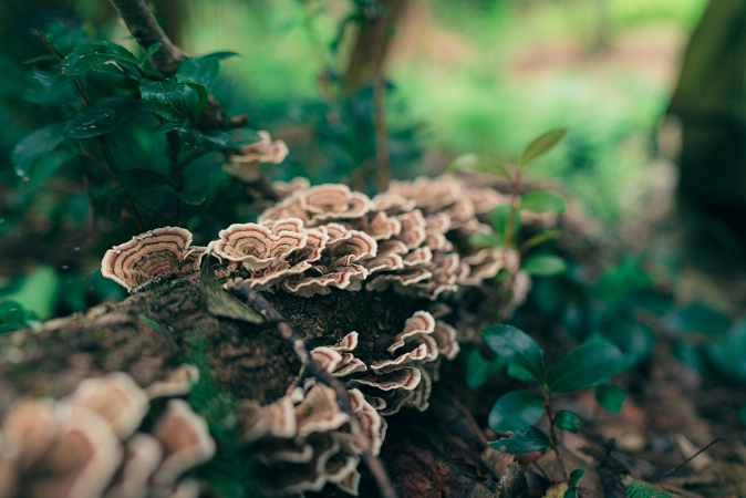 How Turkey-Tail Mushrooms Help Boost Immunity