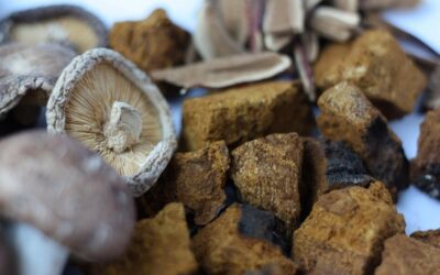 The Complete Guide To Medicinal Mushrooms