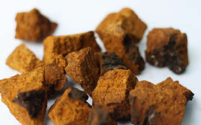 Chaga: What Does It Look Like?