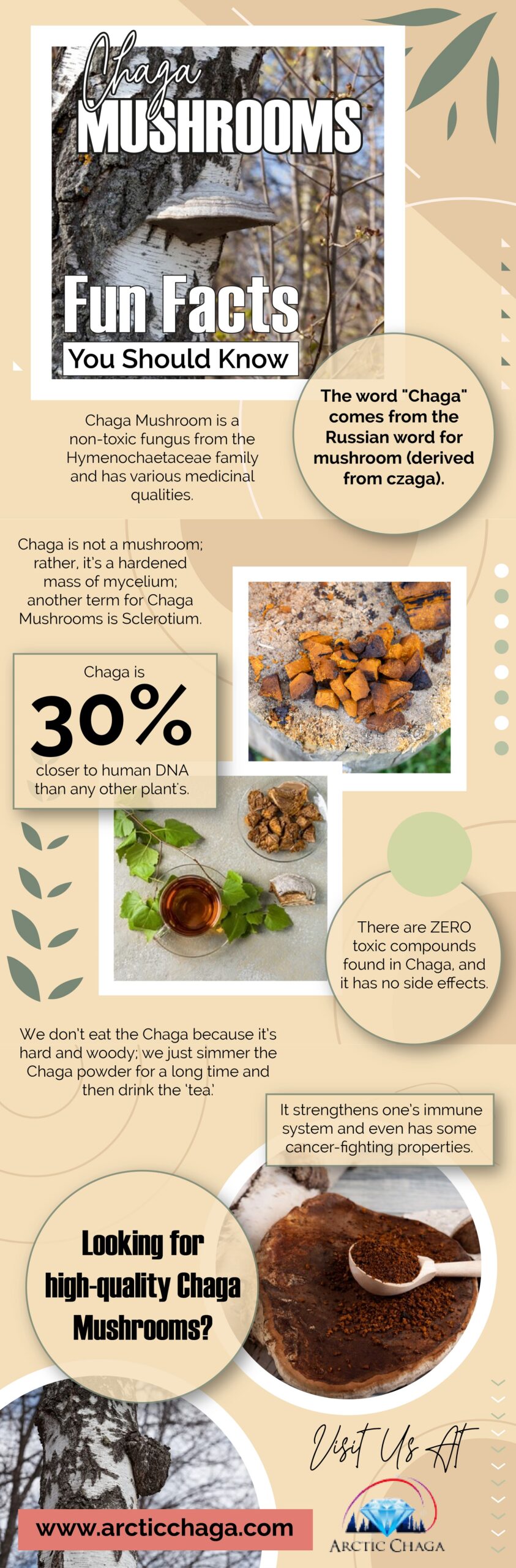 Chaga Mushrooms: Fun Facts You Should Know