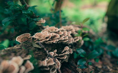 How Turkey-Tail Mushrooms Help Boost Immunity